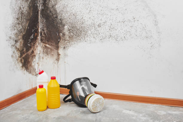 Mold Removal Process in Pine Brook, NJ