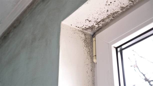 Crawl Space Mold Removal in Pine Brook, NJ