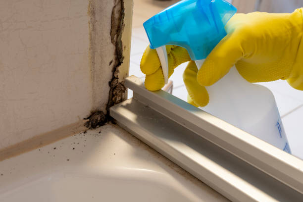 Best Mold Removal Process  in Pine Brook, NJ
