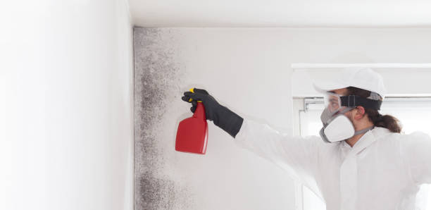 Best Mold Removal Near Me  in Pine Brook, NJ