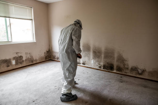 Certified Mold Removal in Pine Brook, NJ