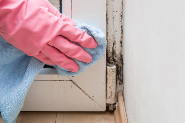 Best Certified Mold Removal  in Pine Brook, NJ