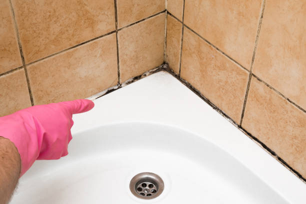 Best Best Mold Removal Companies  in Pine Brook, NJ