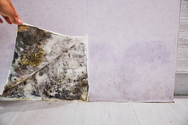 Best Mold Removal Company Near Me  in Pine Brook, NJ